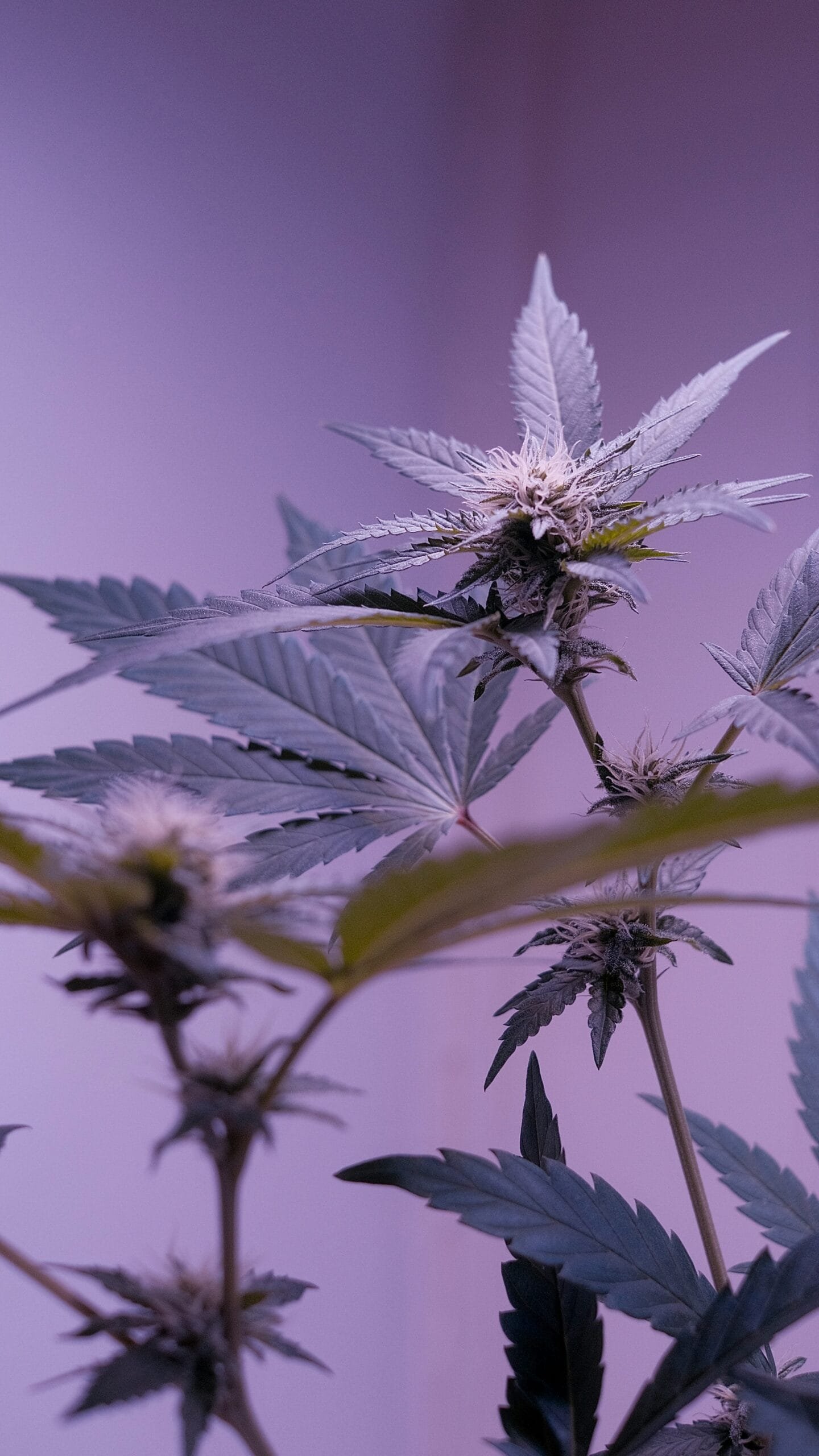 A close up of a plant with many leaves